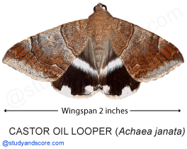 Achaea janata, castor semi looper, castor oil looper, castor caterpillar